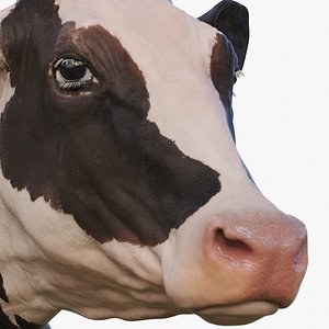 Cow Holstein Zbrush