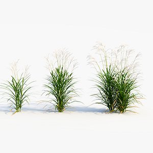 Miscanthus sinensis a 3D model