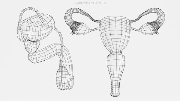 Reproductive System Section 3d Turbosquid 1782890 4337