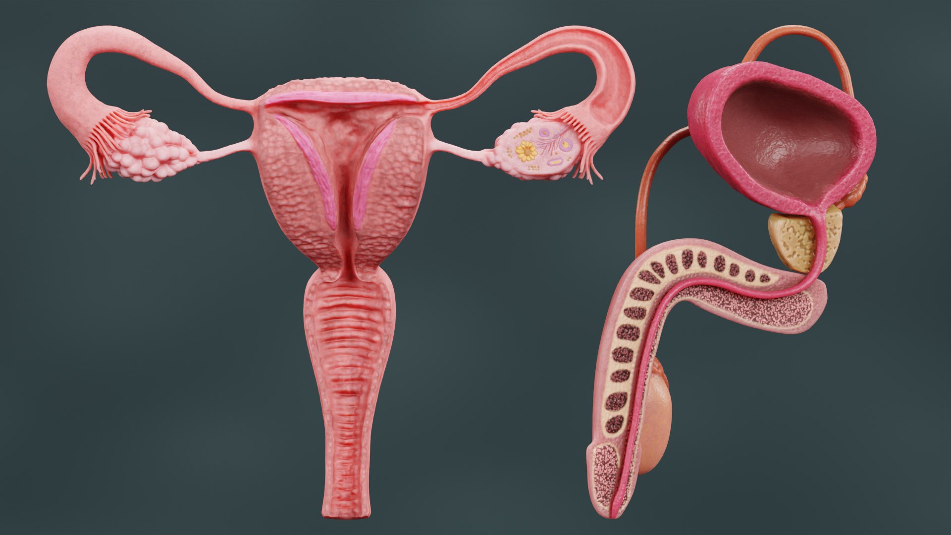 мужская сперма и ее влияние на женский организм фото 97