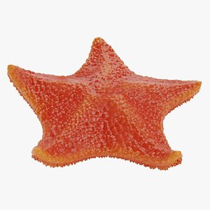 bat starfish red 3D