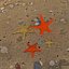 starfish1