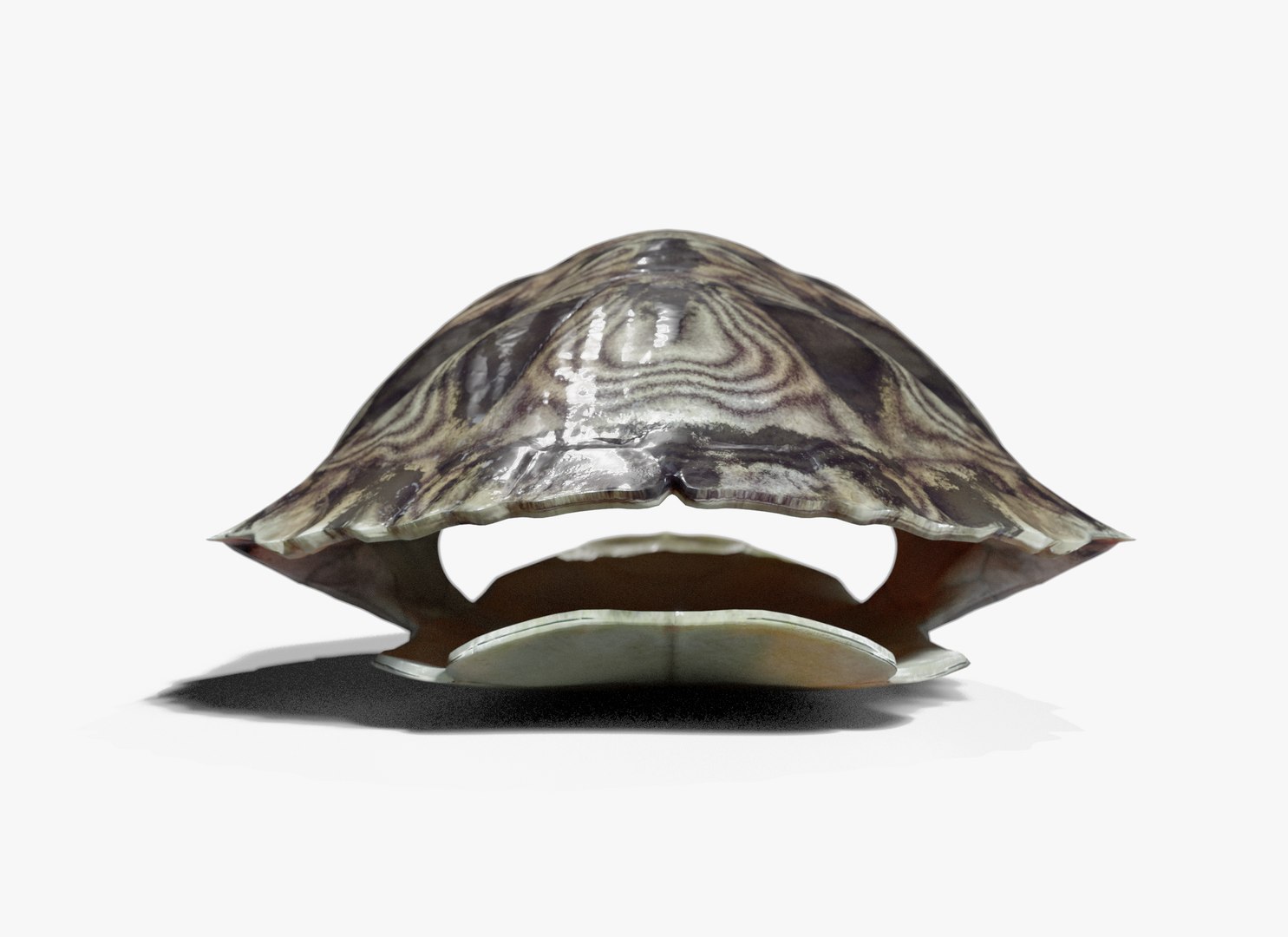 Painted Turtle shell 3D https://p.turbosquid.com/ts-thumb/ZW/gVEITf/MD/paintedturtleshell_5/png/1757547802/1920x1080/fit_q87/d76f219e294ca9f2aef38524b85c71986ebf5904/paintedturtleshell_5.jpg
