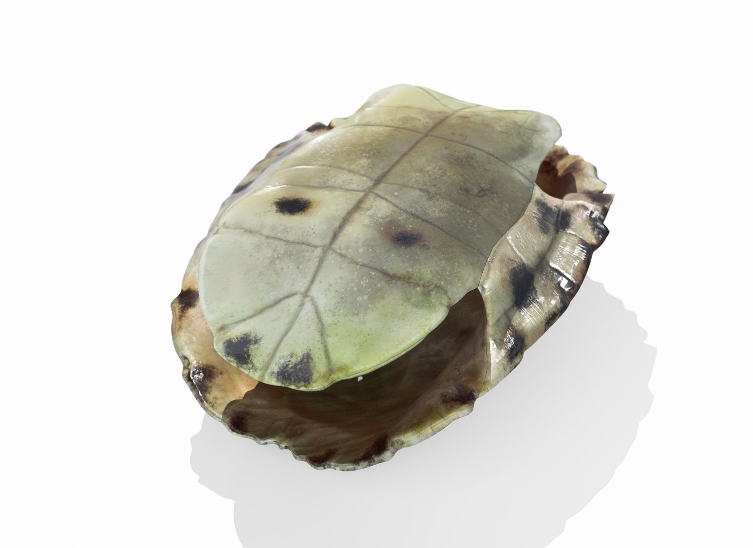 Painted Turtle shell 3D https://p.turbosquid.com/ts-thumb/ZW/gVEITf/bQ/paintedturtleshell_4/png/1757547803/1920x1080/fit_q87/430db1010d8ddcfa1d80885f0c65b9ac64b7be7f/paintedturtleshell_4.jpg