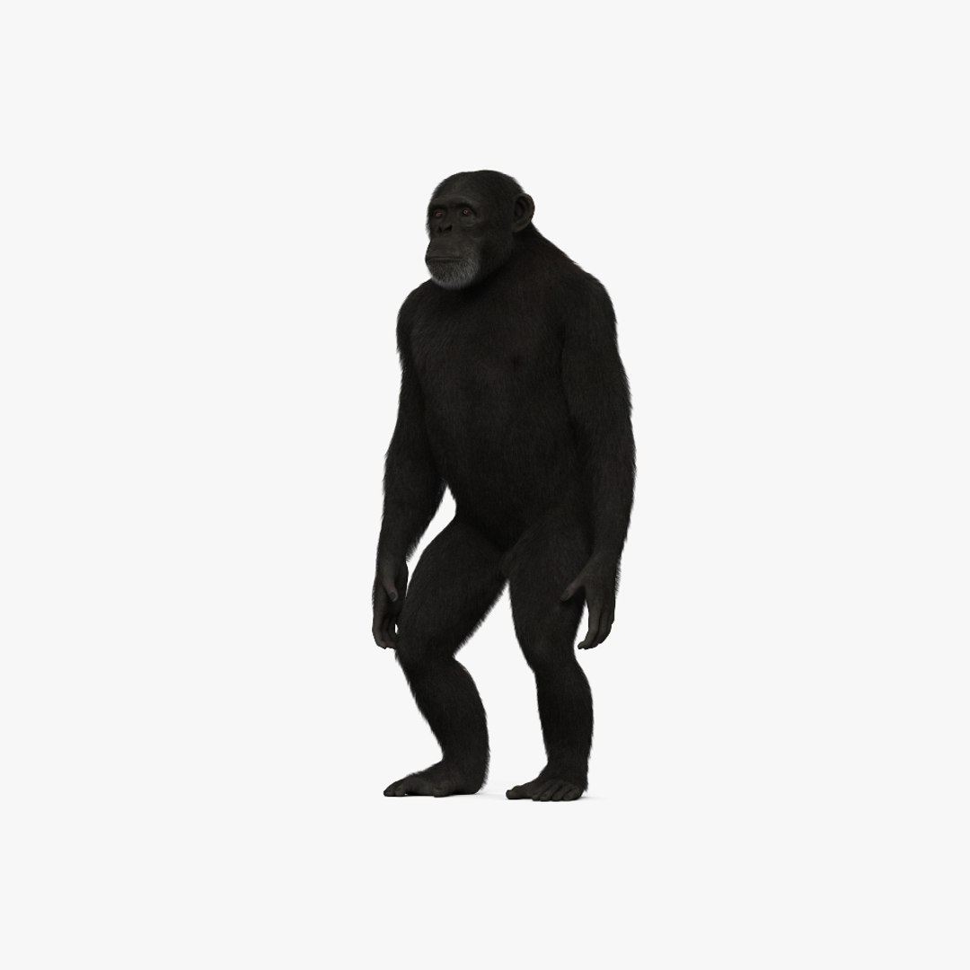 modelo 3d Common Chimpanzee - TurboSquid 2056210