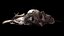 Broken Skull with Spider webs 1