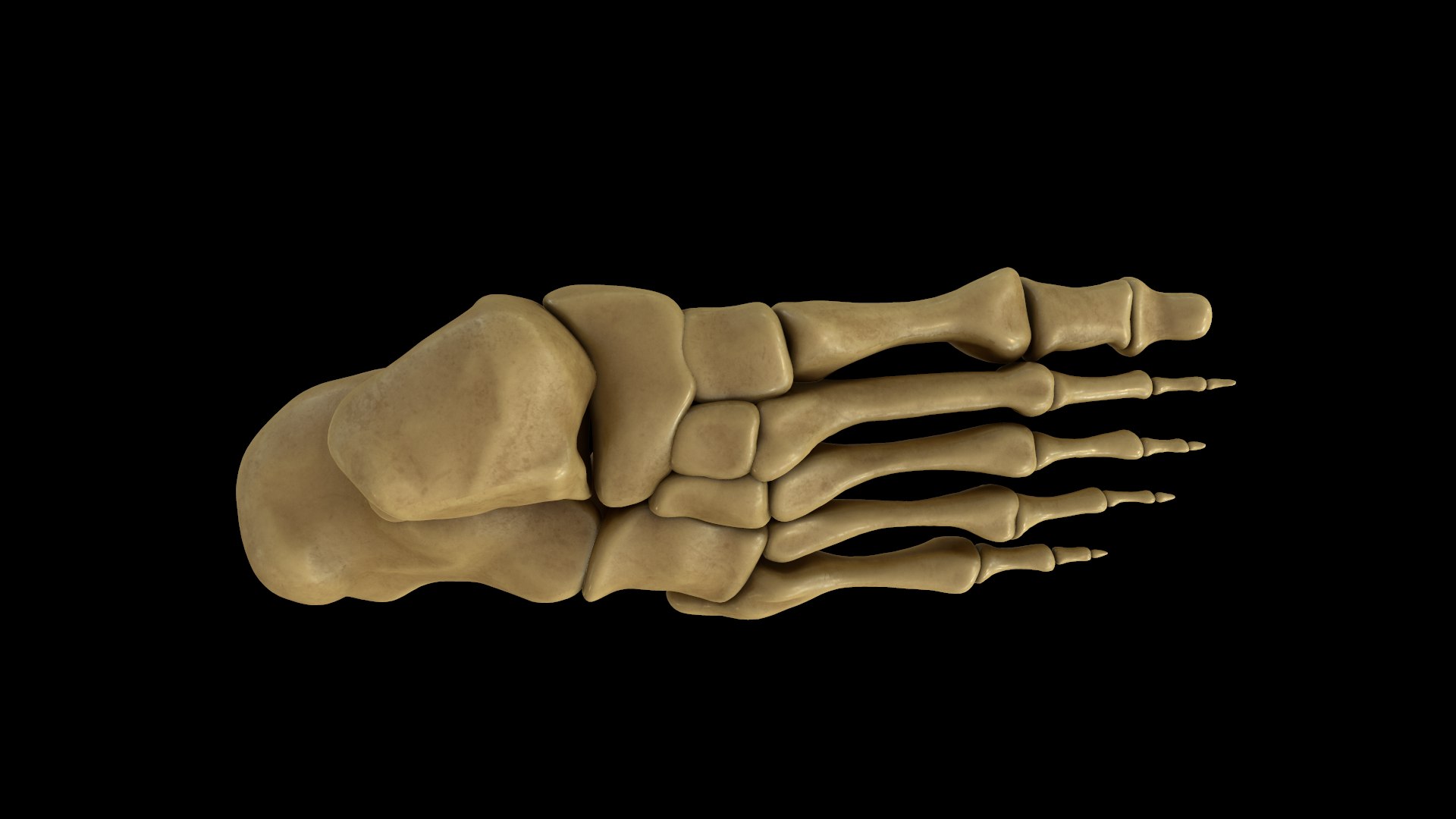 Human Foot Bones 3D Model - TurboSquid 1383622