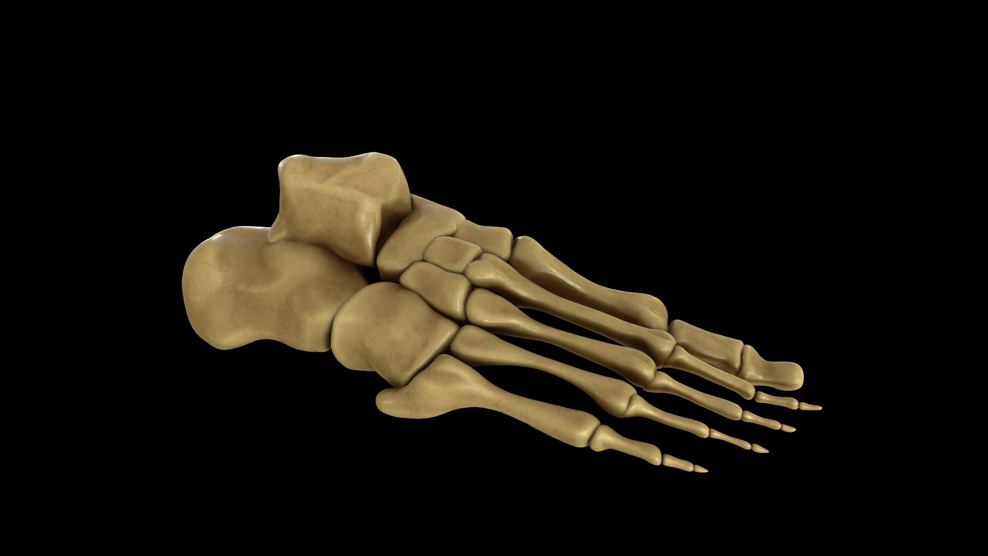 Human Foot Bones 3D Model - TurboSquid 1383622