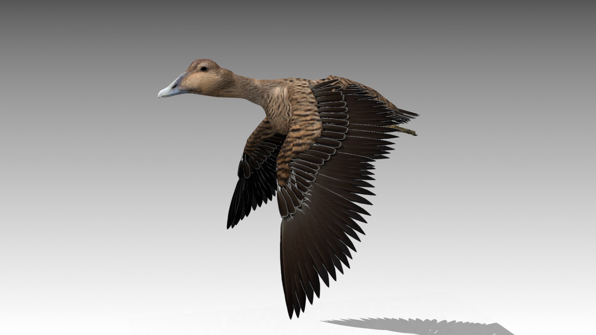 3D model common eider https://p.turbosquid.com/ts-thumb/ZX/DrD0iw/81QoOMV0/screenshot_eider_female_03/jpg/1558884256/1920x1080/fit_q87/7a297a411c81bb9523e545e550ad9bd8328e43bc/screenshot_eider_female_03.jpg