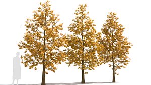 3D model Ginkgo