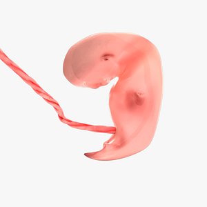 3D 5 Weeks Human Fetus