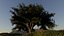 Arbre et herbe