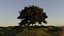 Arbre et herbe