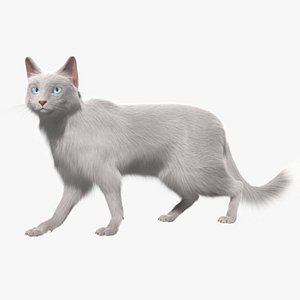 turkish angora white cat 3d obj