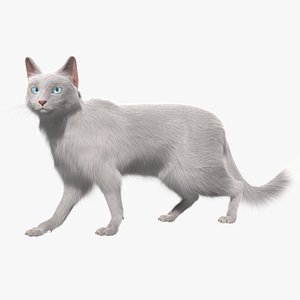 Turkish Angora White Cat