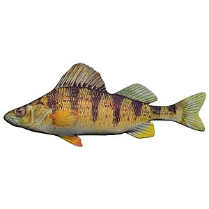 yellow perch 3D model