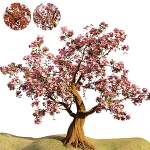 3D Cherry blossom bonsai tree