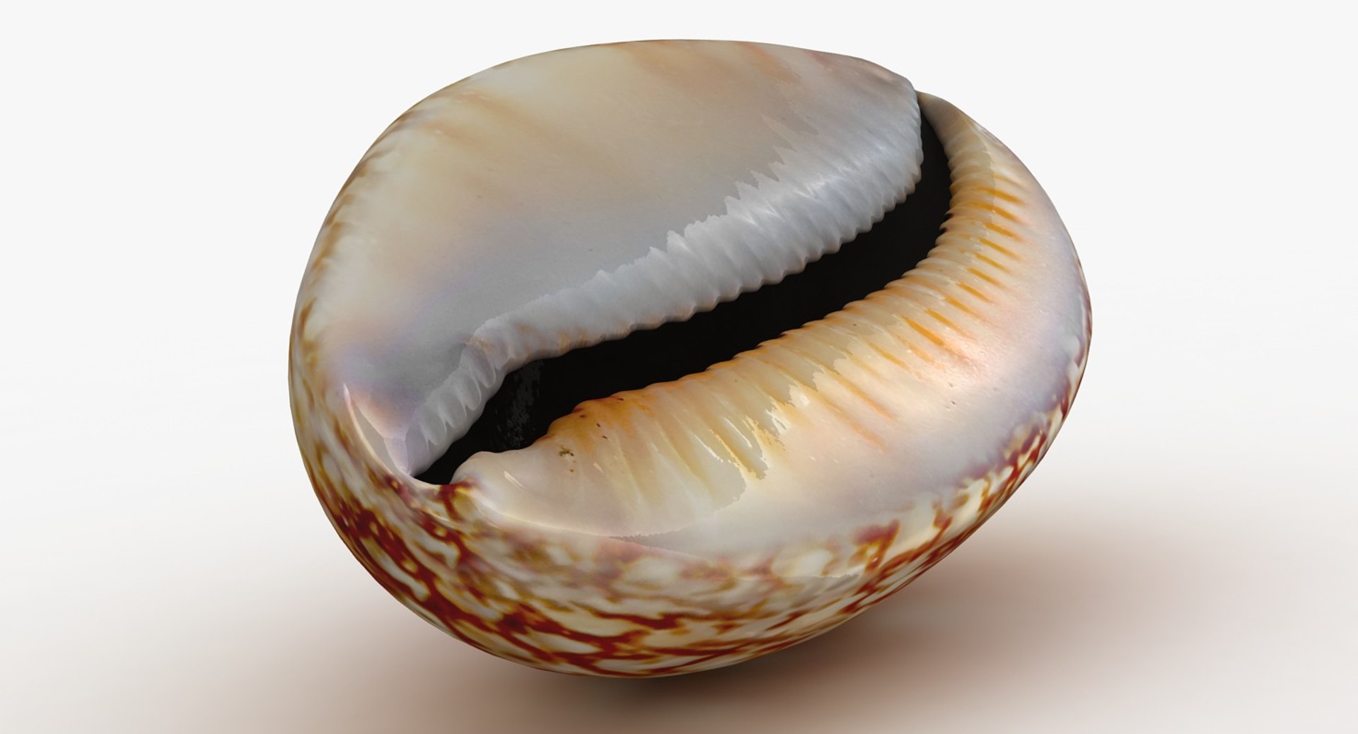 3D Model Sea Shell 4 - TurboSquid 1150278