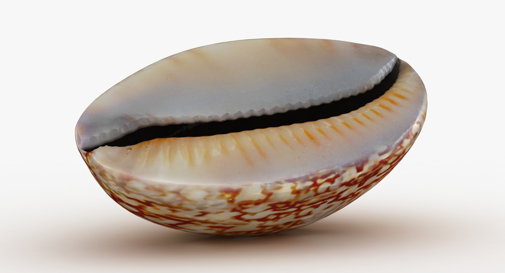 最新作の 3D 1150278 TurboSquid - 4 Shell Sea Model リップケア