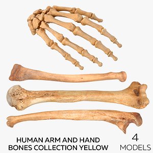 3D Human Arm and Hand Bones Collection Yellow - 4 models