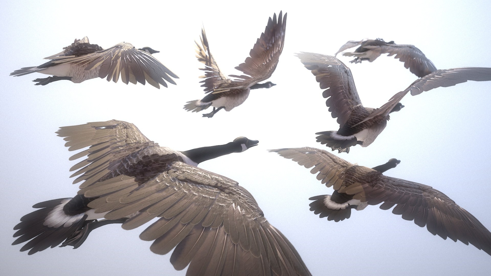 wild goose Low-poly 3D model https://p.turbosquid.com/ts-thumb/ZY/43uUm7/Py/screenshot009/jpg/1649285386/1920x1080/fit_q87/6c2ed2edd9901444ddb676805dbf5c1b0a67a3f0/screenshot009.jpg