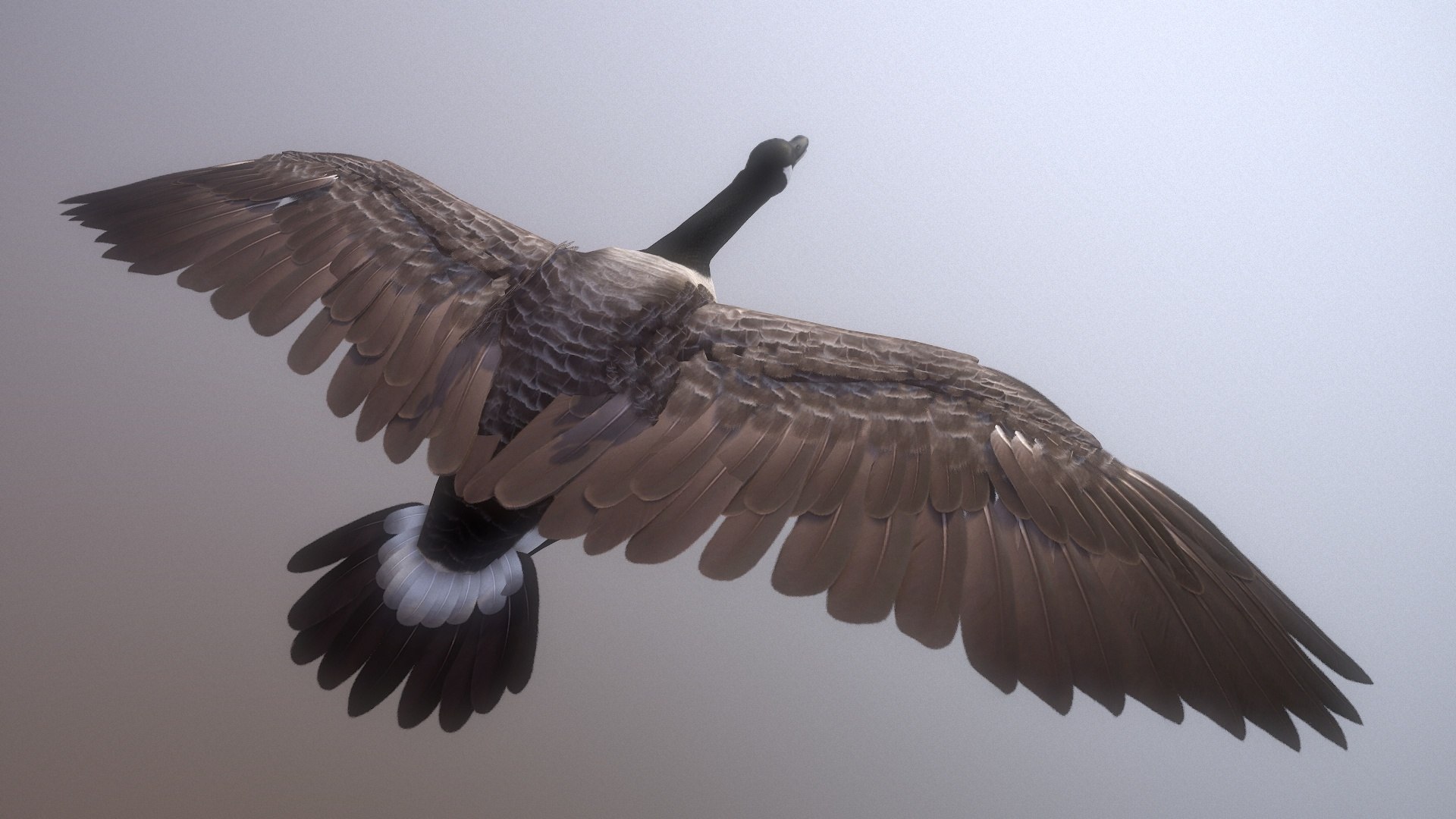 wild goose Low-poly 3D model https://p.turbosquid.com/ts-thumb/ZY/43uUm7/XK/screenshot011/jpg/1649285406/1920x1080/fit_q87/713b2bcecf9bb1efb67e82d34fac338dd66ef70e/screenshot011.jpg