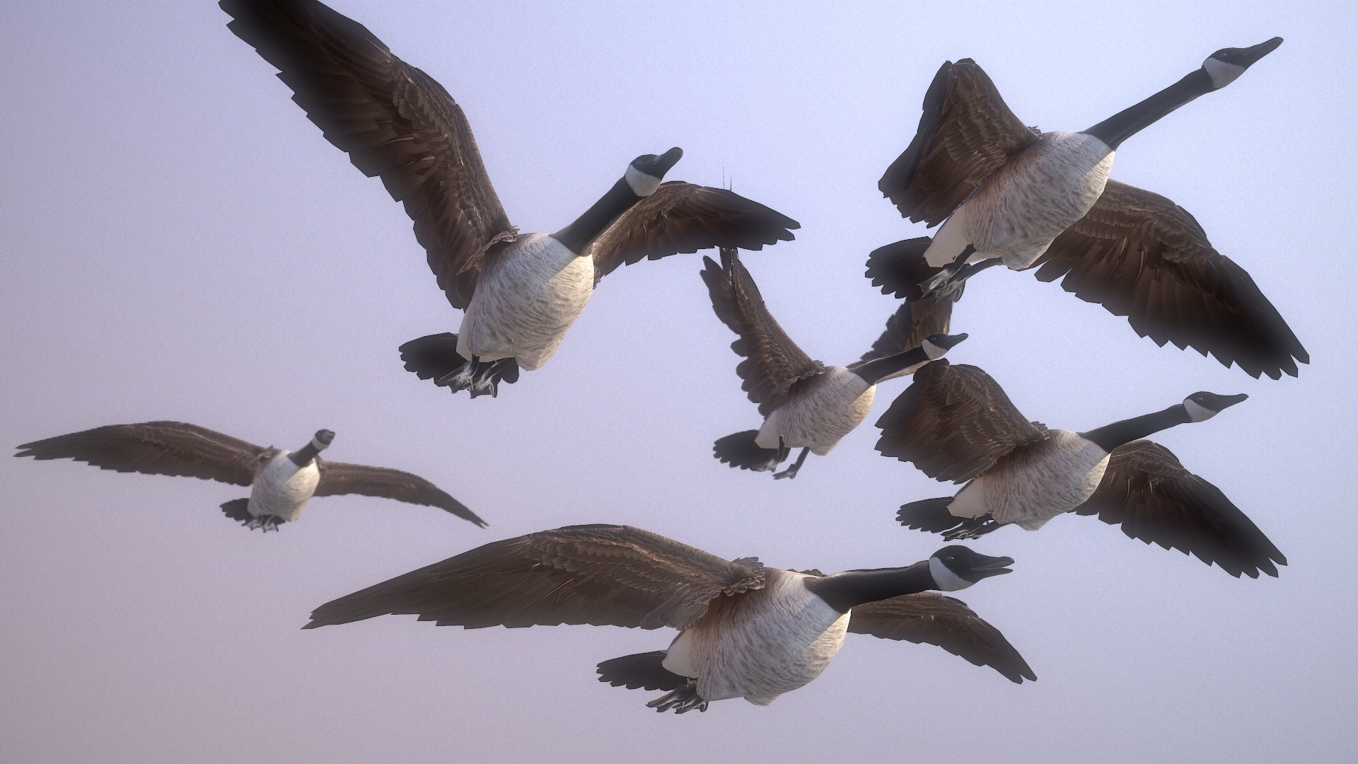 wild goose Low-poly 3D model https://p.turbosquid.com/ts-thumb/ZY/43uUm7/uw/screenshot004/jpg/1649285364/1920x1080/fit_q87/11d44b791bf977f570514019315532c47181e99c/screenshot004.jpg