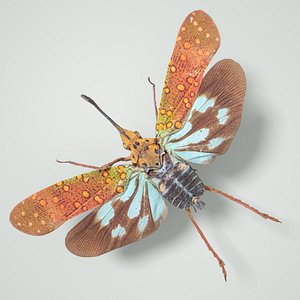 Saiva Gemmata Laos Cicade Insect