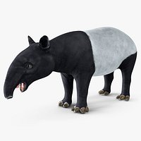 Tapir