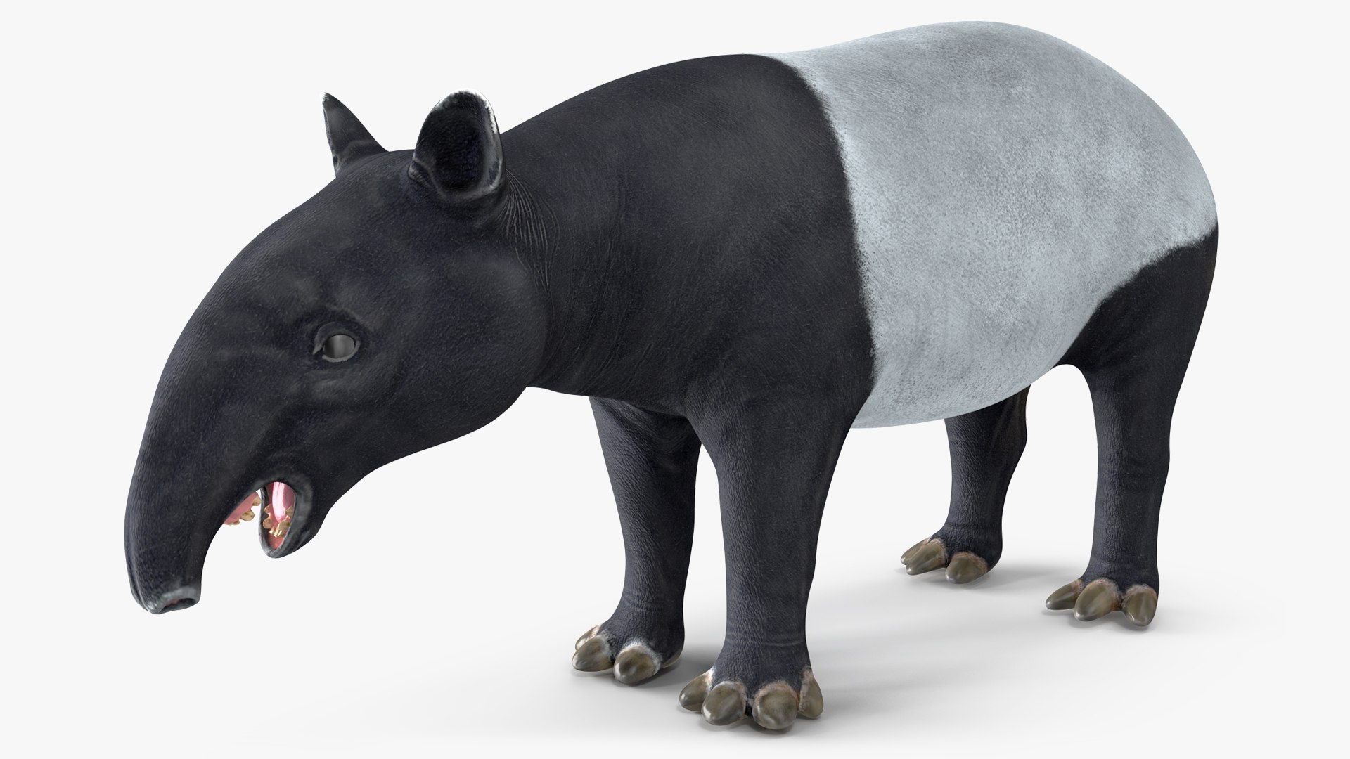 Tapir 3D model preview