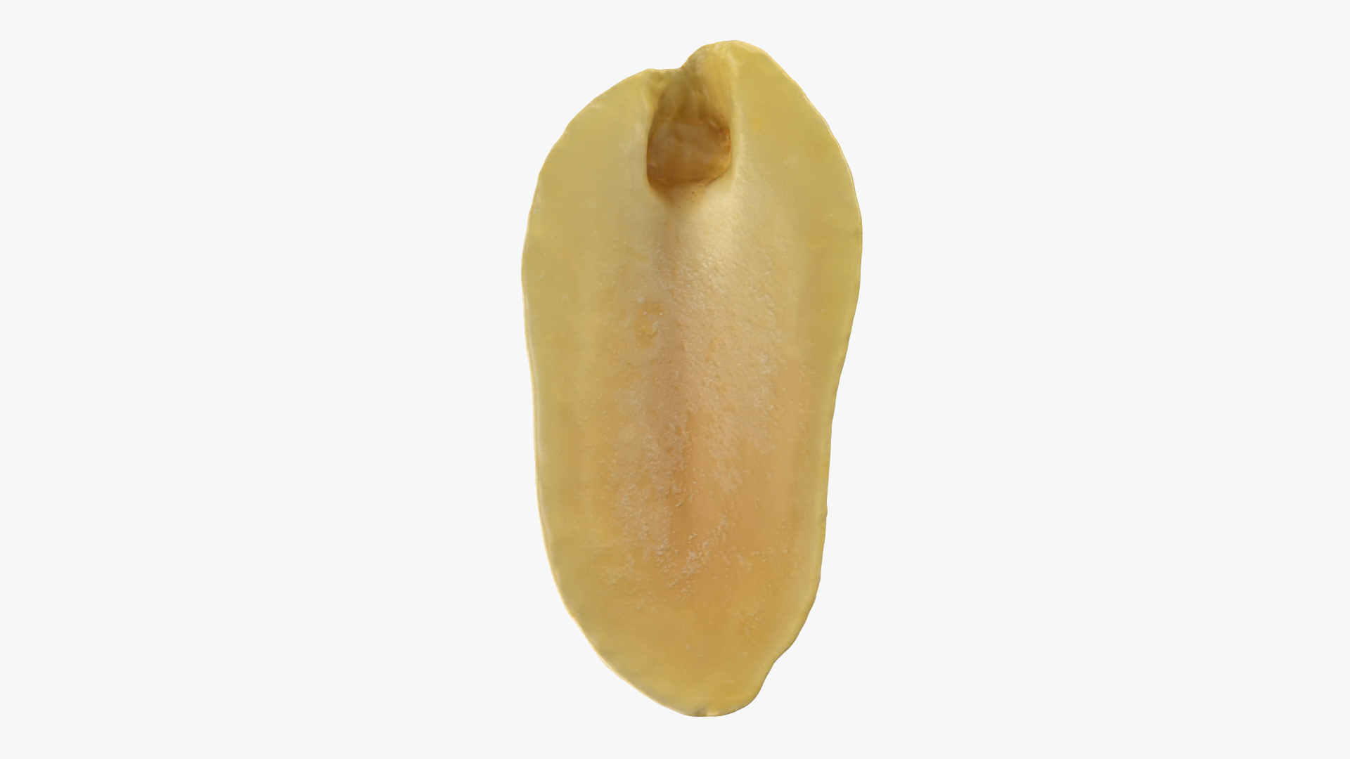 Half Peeled Peanut 02 3D https://p.turbosquid.com/ts-thumb/ZY/VwEHmp/rO/peanutpeeledhf2/png/1757046966/1920x1080/turn_fit_q99/fe65dd6f5bff9558e14c99efb6fb1e164b58df71/peanutpeeledhf2-1.jpg