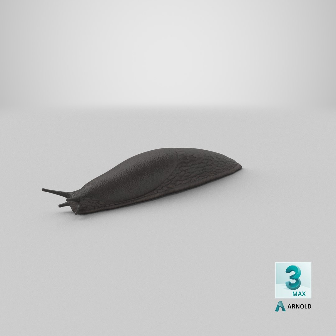 3D Slug Arion Hortensis https://p.turbosquid.com/ts-thumb/ZY/W8x74g/1z/stemcell_max_arnold_render/png/1684241924/1920x1080/fit_q87/0e52f9fc579b9f8f98af0479e90cc85c521fef0a/stemcell_max_arnold_render.jpg