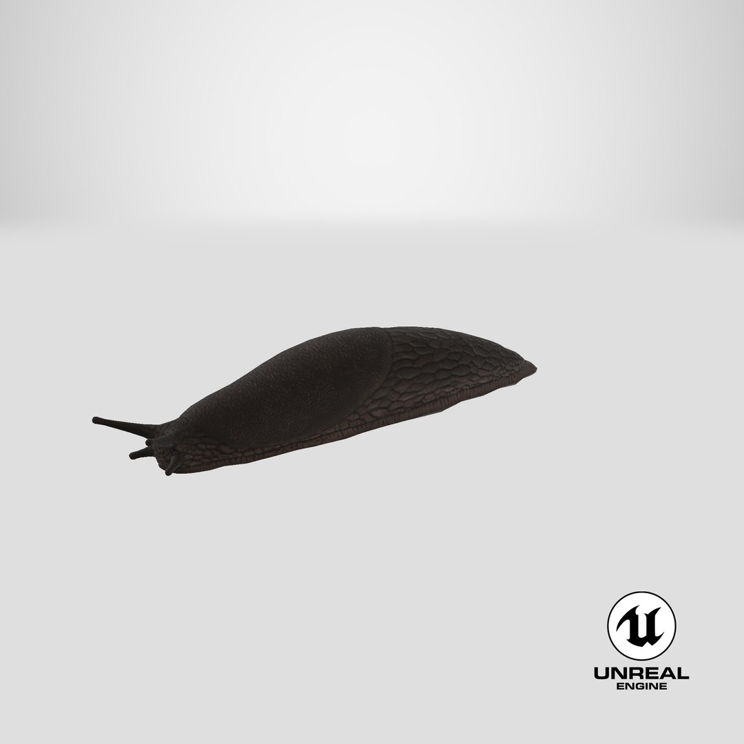 3D Slug Arion Hortensis https://p.turbosquid.com/ts-thumb/ZY/W8x74g/O4/stemcell_unreal_render/png/1684241926/1920x1080/fit_q87/82dee64970bb9864fa79ef94c20699a03cd3e094/stemcell_unreal_render.jpg