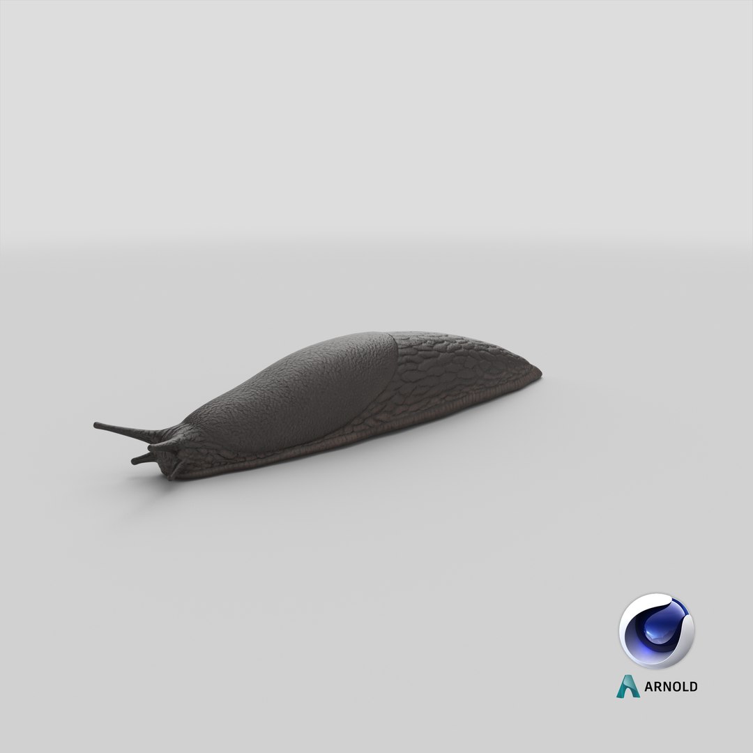 3D Slug Arion Hortensis https://p.turbosquid.com/ts-thumb/ZY/W8x74g/SK/stemcell_cinema_4d_arnold_render/png/1684241928/1920x1080/fit_q87/fea8f5091fd1c5ea3fc7c3d2a27238b6e0e3d49d/stemcell_cinema_4d_arnold_render.jpg