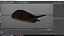 Slug Arion Hortensis