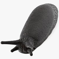 Slug Arion Hortensis