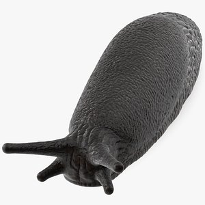 Slug Arion Hortensis