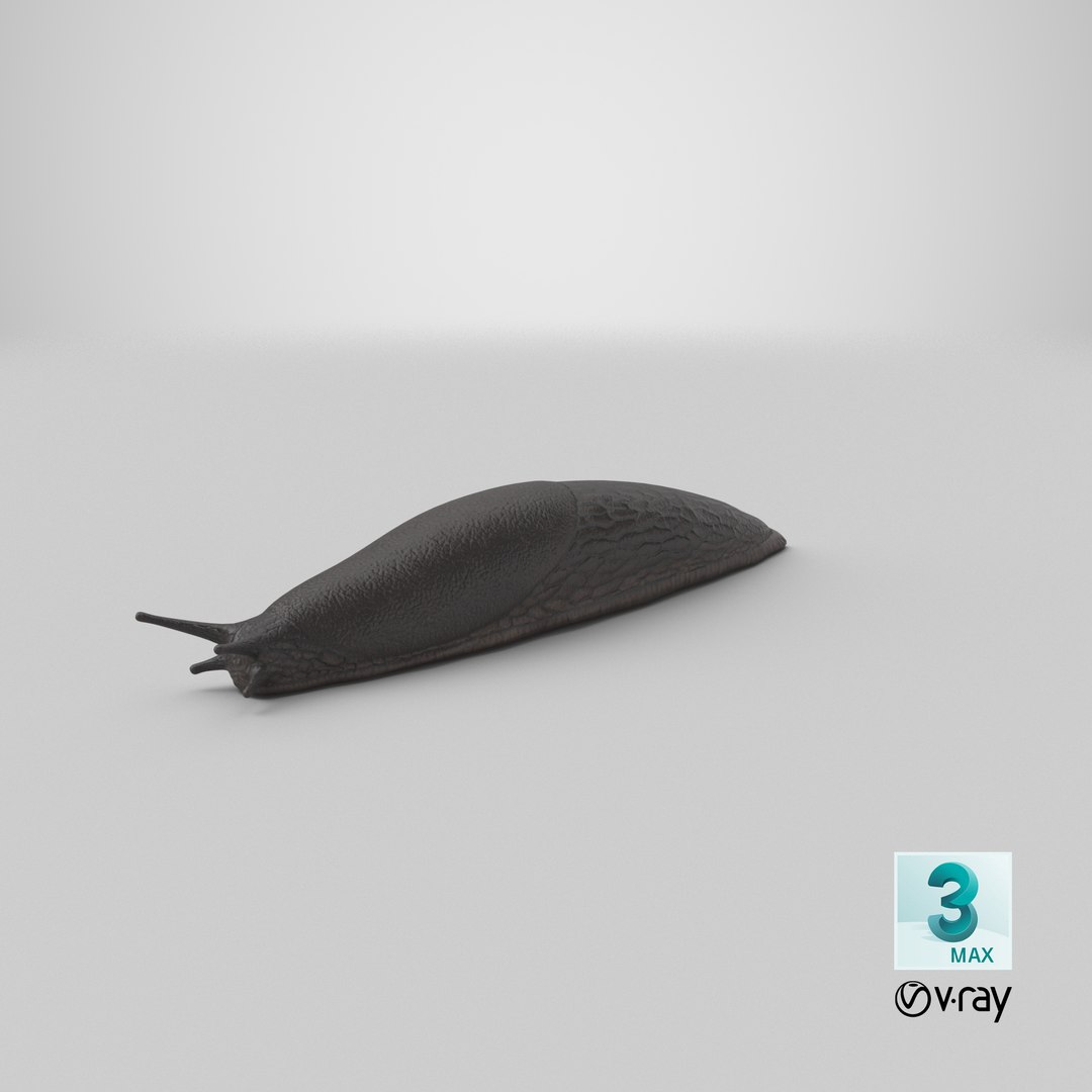 3D Slug Arion Hortensis https://p.turbosquid.com/ts-thumb/ZY/W8x74g/y8/stemcell_max_vray_render/png/1684241923/1920x1080/fit_q87/54eee83cb1454f68ba18952f5ff6c1d94af7787e/stemcell_max_vray_render.jpg