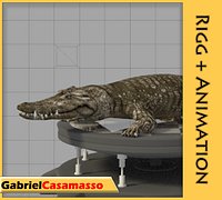 Crocodile