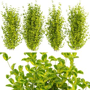 Collection plant vol 369 - EVERGREEN - SPINDLE - bush - outdoor - 3dmax - cinema 4d