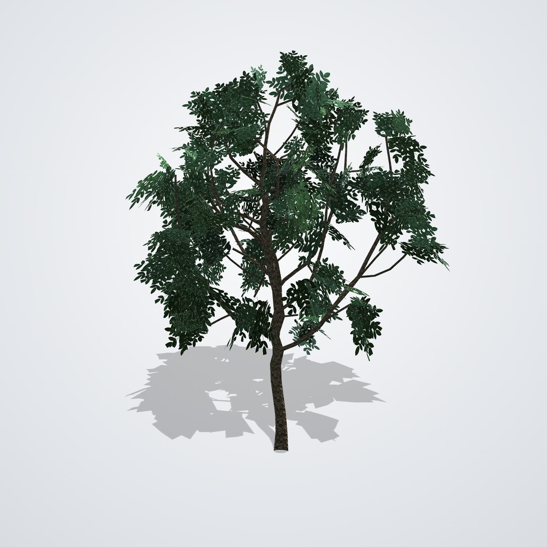 3D Magnolia grandiflora Gallissoniensis https://p.turbosquid.com/ts-thumb/ZY/pq94ix/AI/magnoliagallissoniensiscopa_04_side_left/png/1790120871/1920x1080/fit_q87/ff80e7c90ebd4aba5525e89e55e255af900600b9/magnoliagallissoniensiscopa_04_side_left.jpg