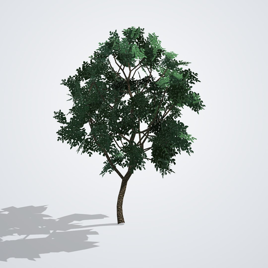 3D Magnolia grandiflora Gallissoniensis https://p.turbosquid.com/ts-thumb/ZY/pq94ix/DB/magnoliagallissoniensiscopa_03_back/png/1790120871/1920x1080/fit_q87/9650ea8b8e0f93568682afada566f37757eaedf9/magnoliagallissoniensiscopa_03_back.jpg