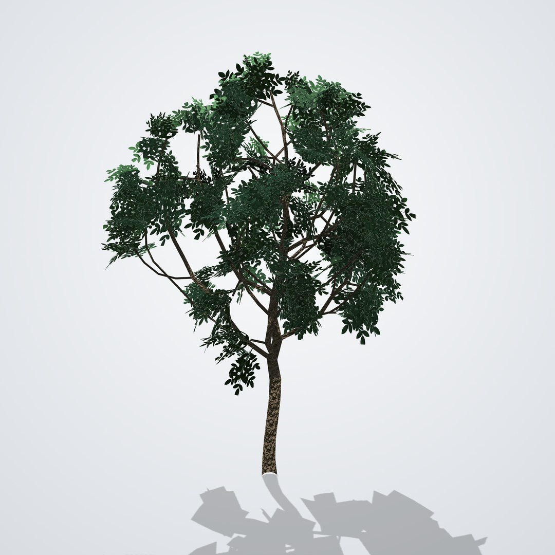 3D Magnolia grandiflora Gallissoniensis https://p.turbosquid.com/ts-thumb/ZY/pq94ix/M3/magnoliagallissoniensiscopa_02_side_right/png/1790120872/1920x1080/fit_q87/ee98d229fb6ac5acfc00d3c573578e223f00e0b1/magnoliagallissoniensiscopa_02_side_right.jpg