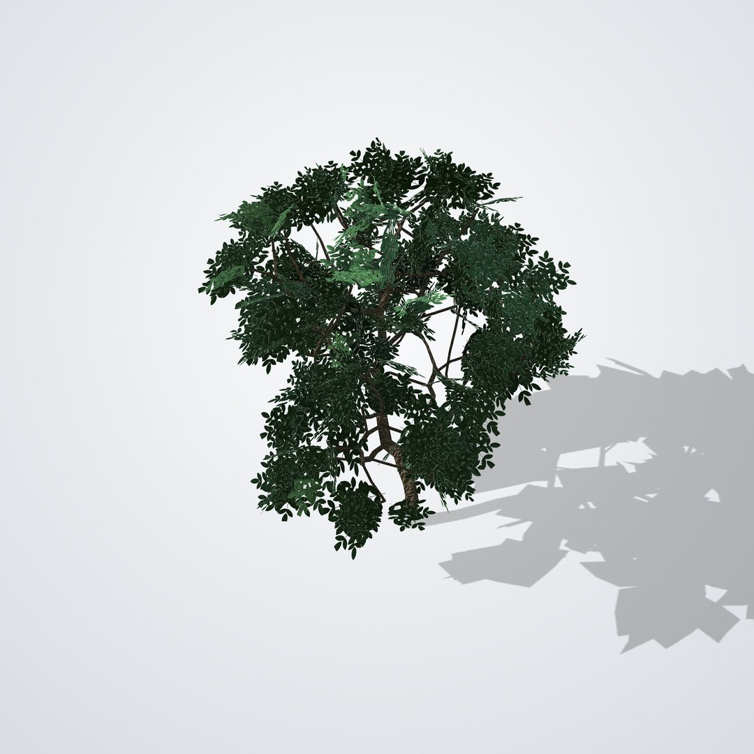 3D Magnolia grandiflora Gallissoniensis https://p.turbosquid.com/ts-thumb/ZY/pq94ix/RG/magnoliagallissoniensiscopa_05_top/png/1790120872/1920x1080/fit_q87/2dd3e726063ea49342fd8b2ef8992c8fec9224f8/magnoliagallissoniensiscopa_05_top.jpg