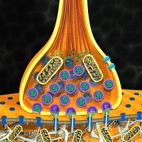 Synapse