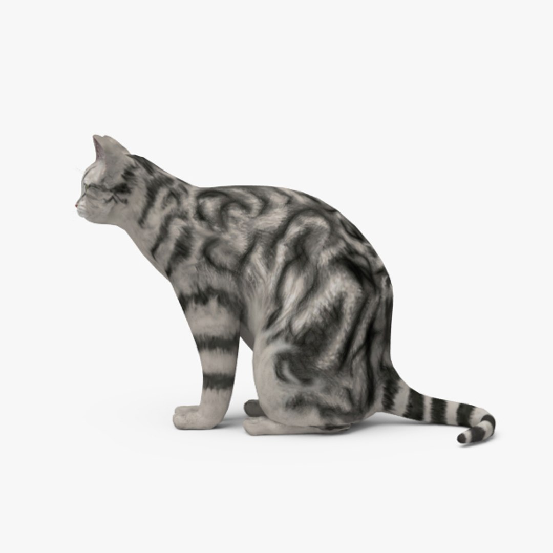Cat 3d Model