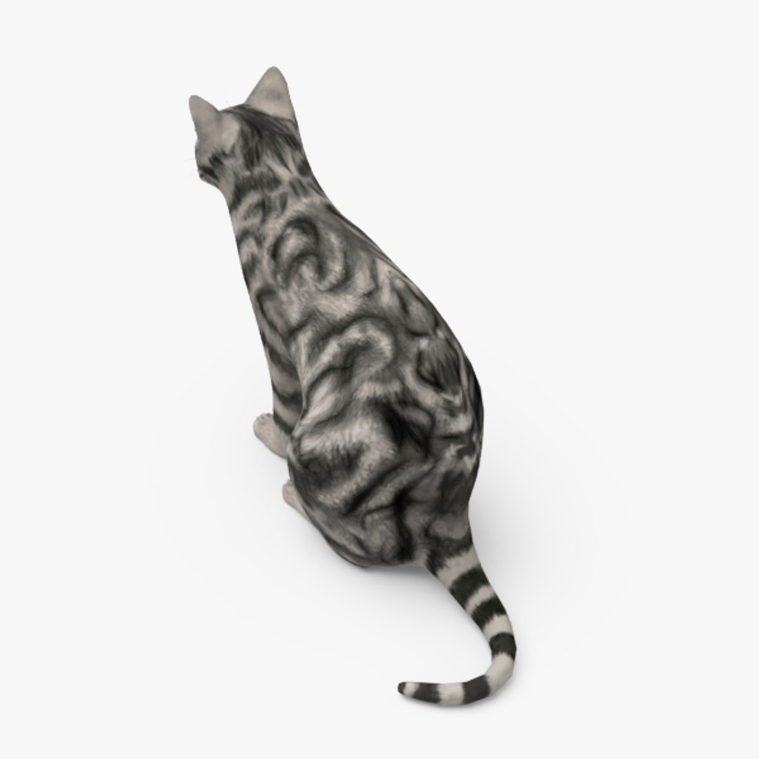 Cat 3d Model
