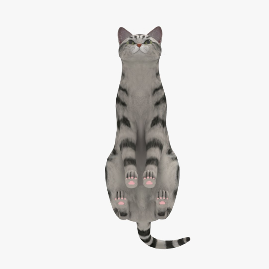 Cat 3d Model