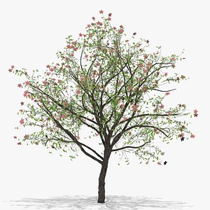 peach flowers hight 3D model