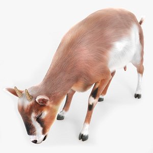 Dairy Goat Animated Fur Rigged for Blender